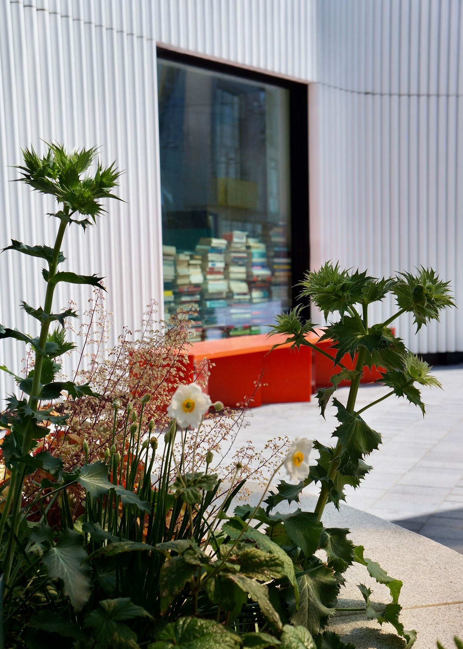 Eryngium growing in a garden boundary