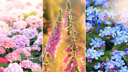 Three pictures of plants you shouldn&#039;t deadhead - a collection of pink and purple hydrangeas, two pink foxgloves, and a bunch of blue forget-me-nots