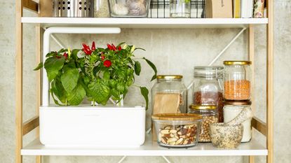 hydroponic planter with chillies on shelves