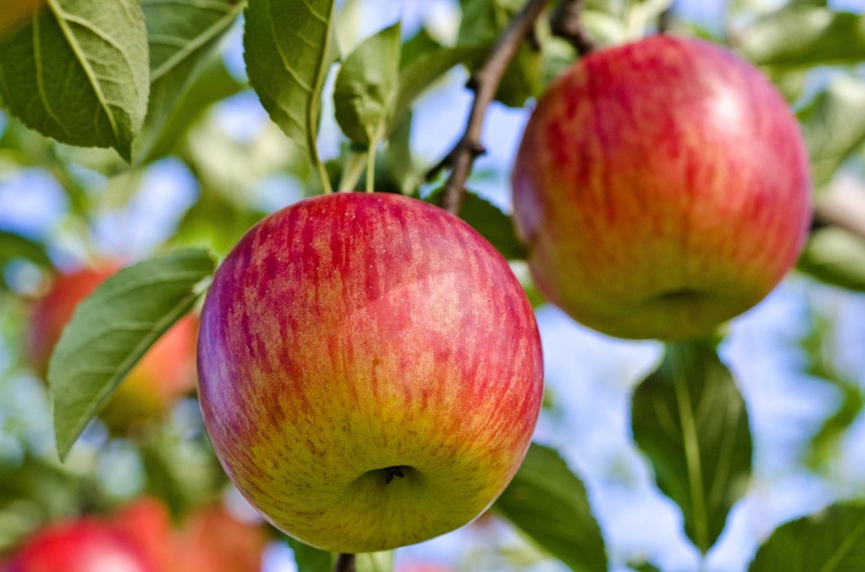 Fuji Apple Tree