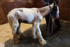 Billy-on-arrival-at-Redwings-2-credit-Redwings.jpg