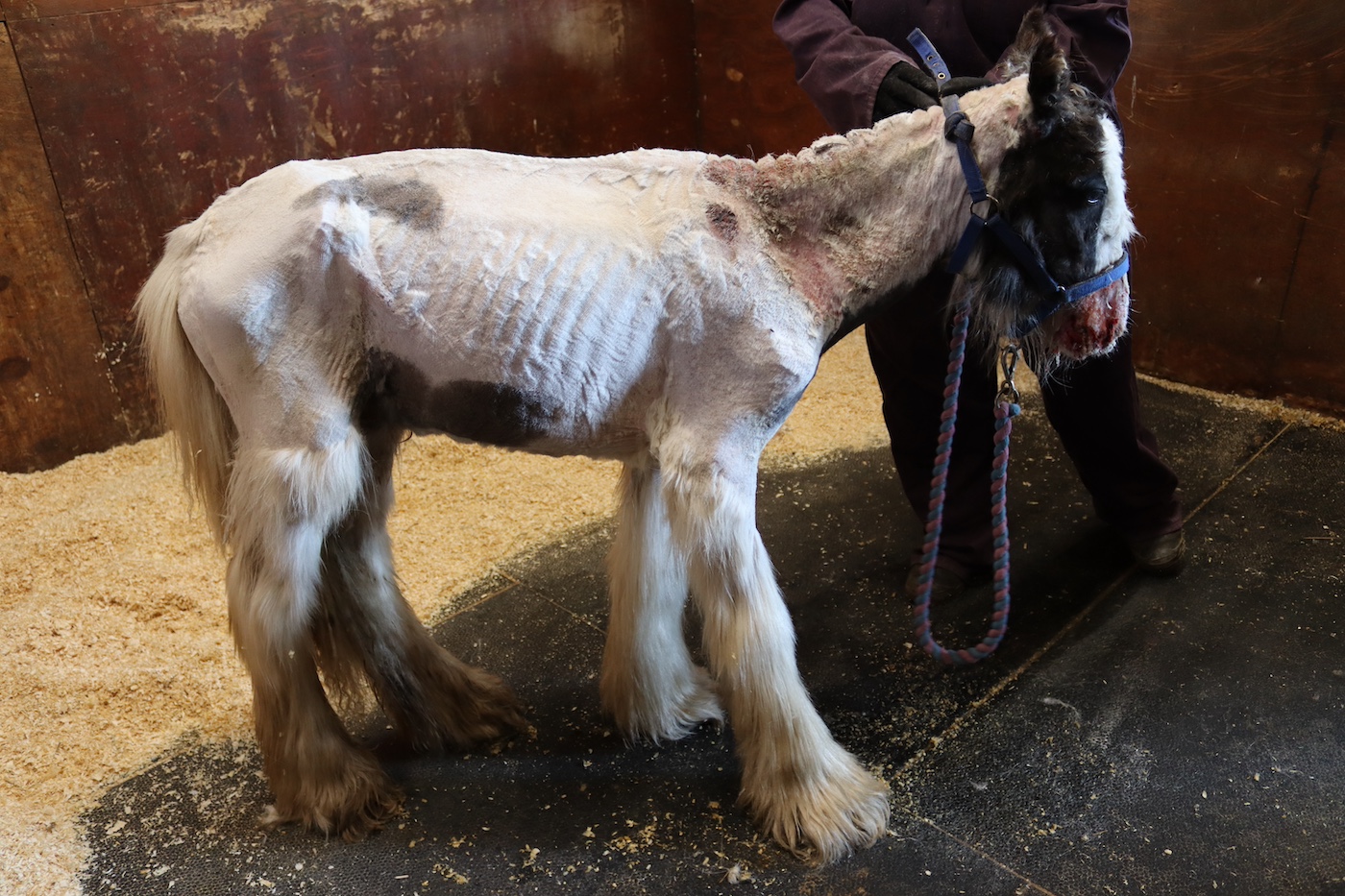 Billy-on-arrival-at-Redwings-2-credit-Redwings.jpg