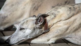 Whippet sleeping