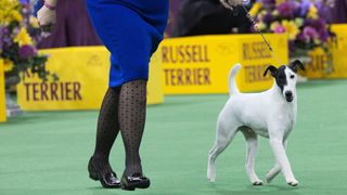 Smooth fox terrier at a show