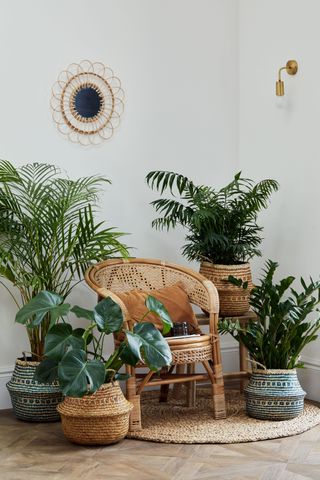 Houseplants and rattan chair by Ivyline