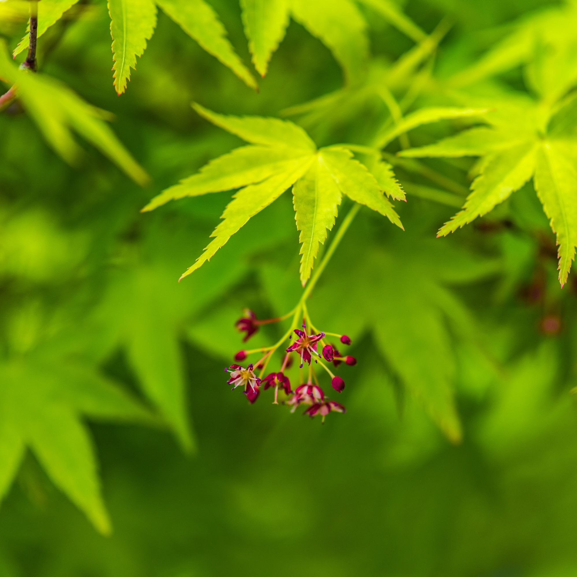 Japanese maple or acer tree with red flowers