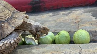 Tortoise eating guavas