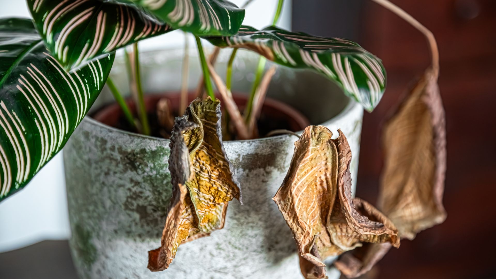 picture of houseplant with withered sun damaged leaves
