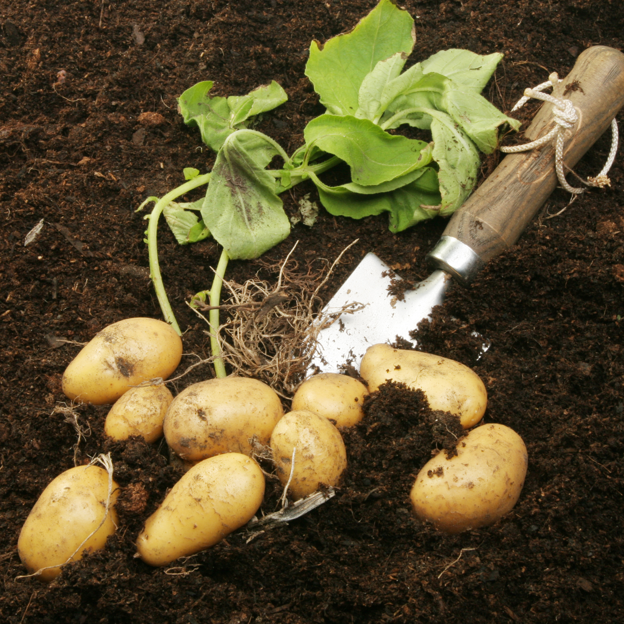 Potatoes freshly dug up from the ground