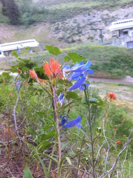 Some flowers along the course.