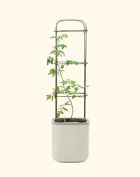 EZ  Self-Watering Planter with Trellis