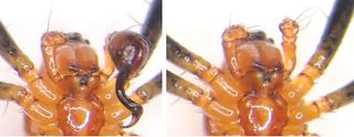Ventral view of a half-eunuch (i.e., a male with one palp; left) and a full eunuch (i.e., a male without palps; right) Nephilengys malabarensis.