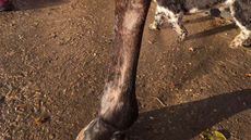 A horse with a superficial flexor tendon injury in a front leg