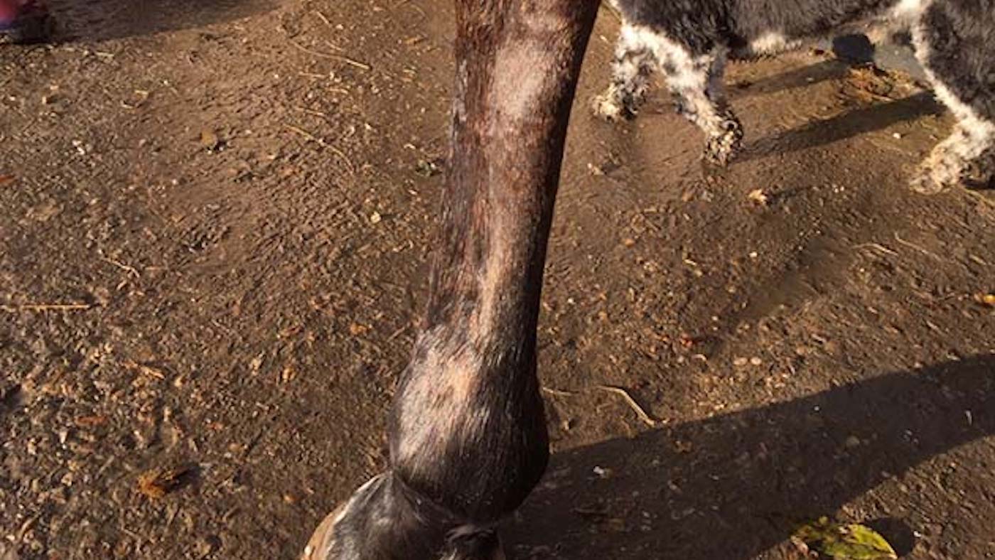 A horse with a superficial flexor tendon injury in a front leg