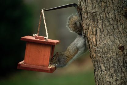 squirrel eating from a bird feeder