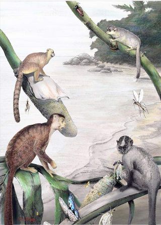 A new primate discovered in Myanmar suggests our ancestors came from Asia rather than Africa.