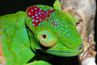 A colorful species of chameleon discovered in an isolated rainforest in Madagascar.
