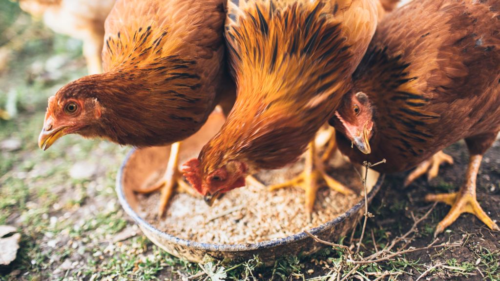 Can chickens eat bird food? We asked a vet to confirm PetsRadar