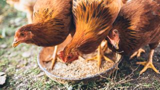 Chickens eating in garden