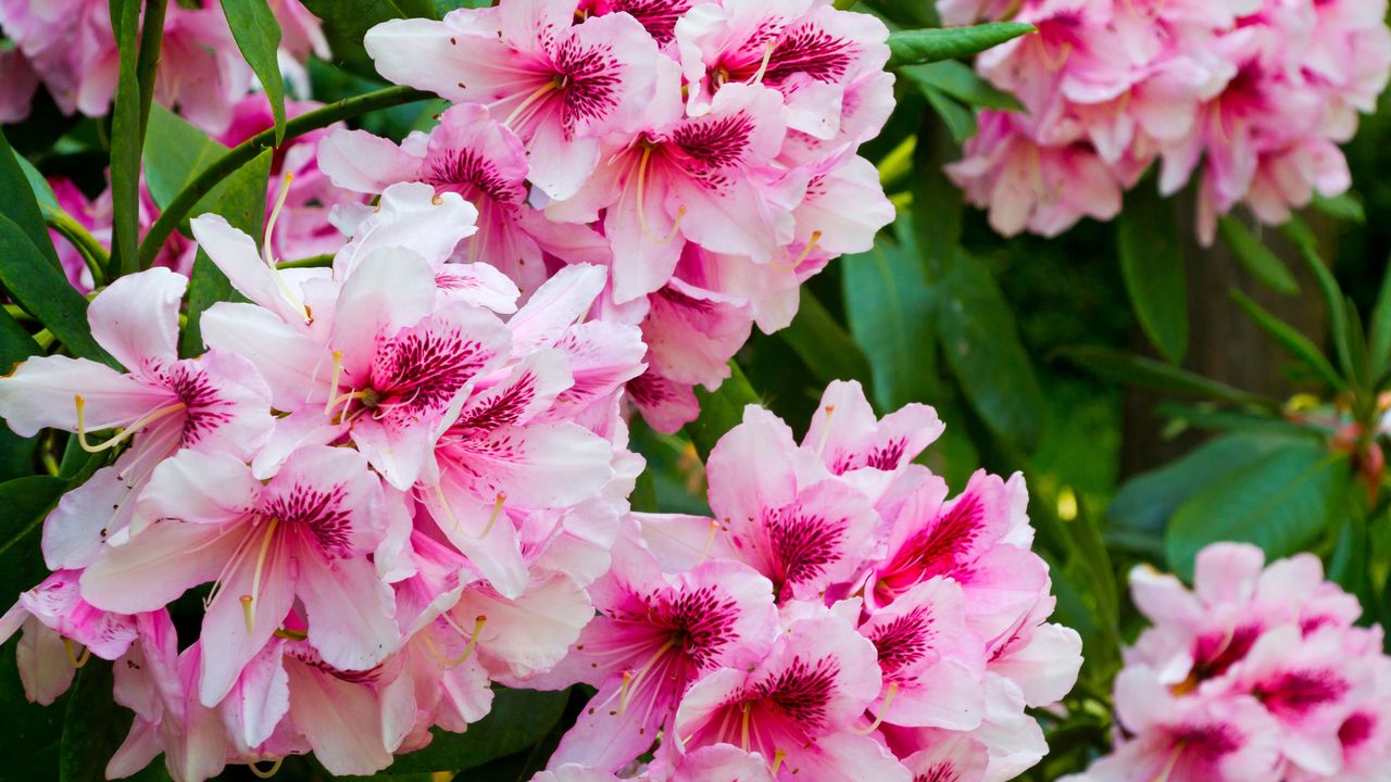 pink rhododendron flowers