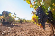 Grapes in a vineyard in Spain