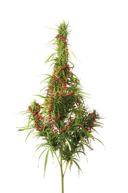 A hemp plant decorated for Christmas