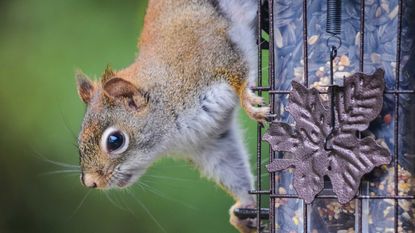 squirrel on bird feeder