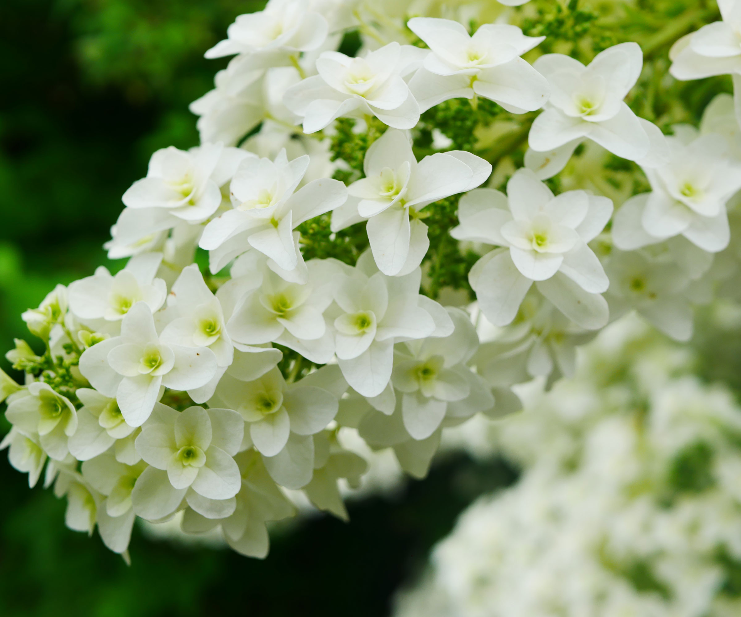 native hydrangea Snowflake with white flowers
