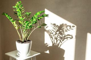 Zamioculcas zamiifolia houseplant