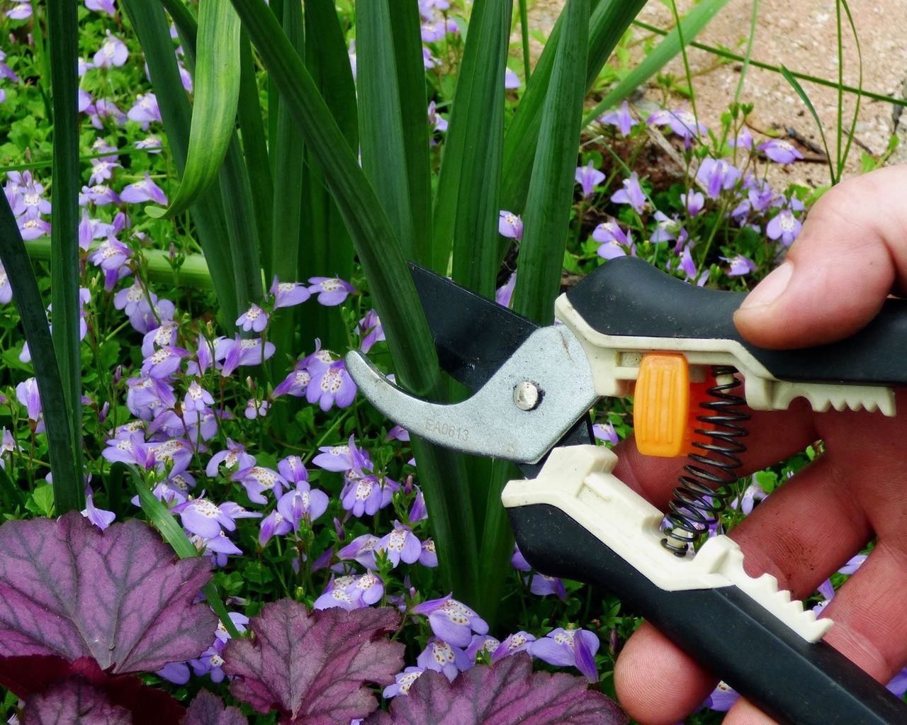 Pruning Daffodil Leaves