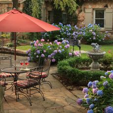 Flowering shrubs zone 9 - hydrangeas in Georgia yard