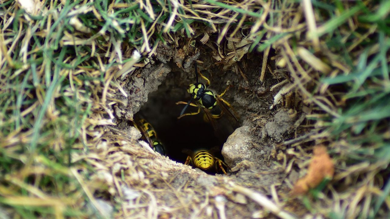 ground wasps entering nest