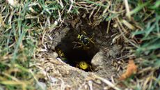 ground wasps entering nest
