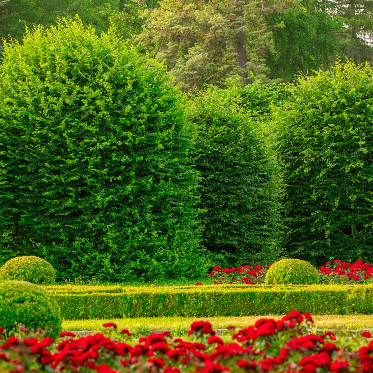 8 Low-Maintenance Evergreen Shrubs That Look Good All Year