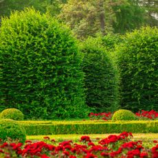 box shrubs in a row in garden