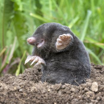 A mole emerging from its burrow underground