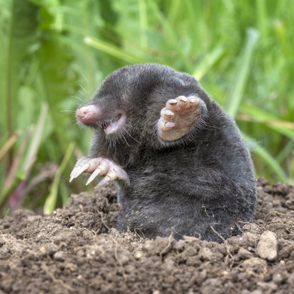 A mole emerging from its burrow underground