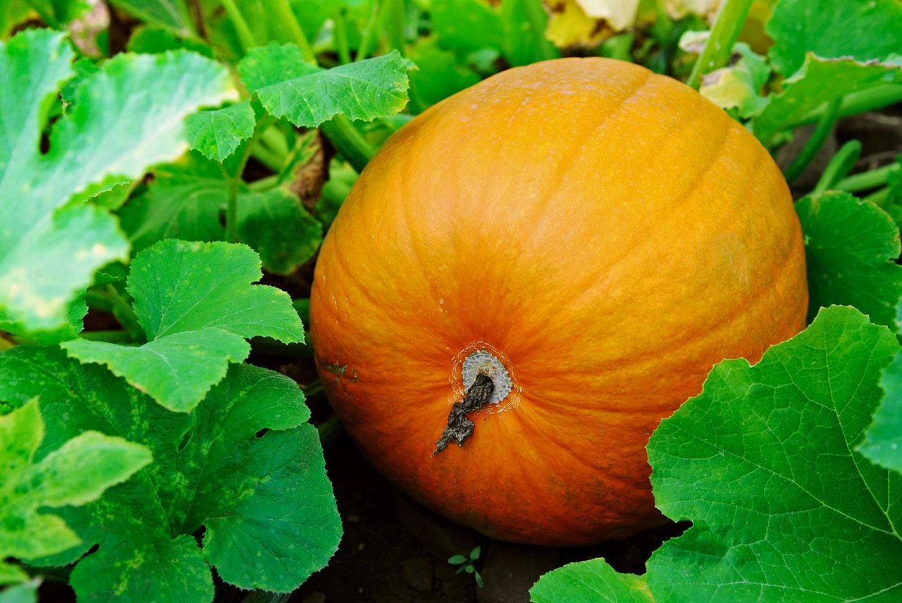 Large Ripe Pumpkin