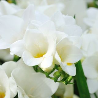 Closeup of white freesia flowers growing in garden