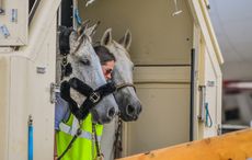 horses flying