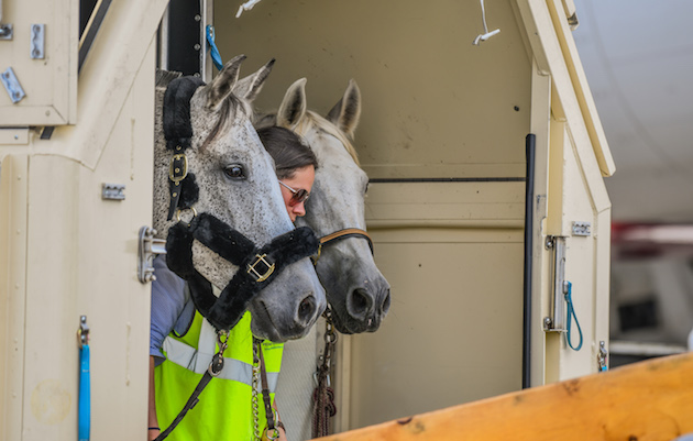 horses flying