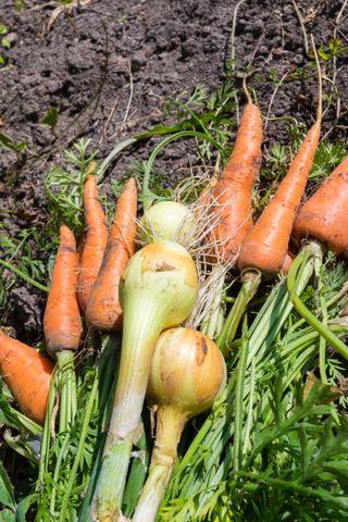 Carrots and onions that have just been harvested laying on a bed of soil