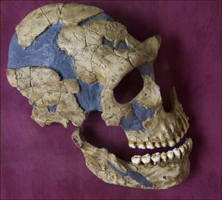 A partially reconstructed Neanderthal skull found in St. Césaire, France.