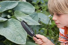 Child Using A Magnifying Glass To Look At A Plant Leaf
