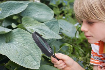 Child Using A Magnifying Glass To Look At A Plant Leaf