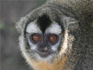 An image of an owl monkey