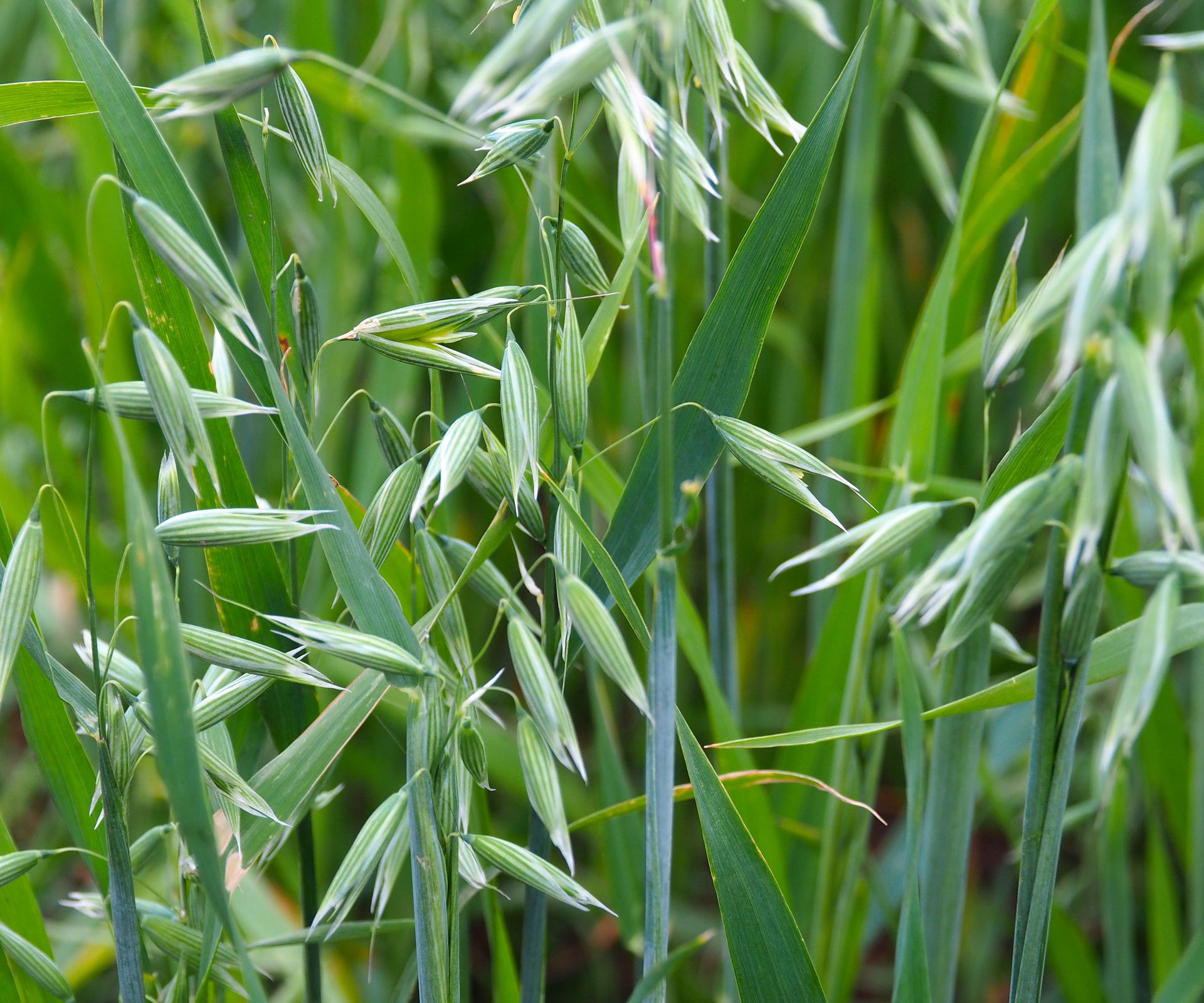oat plants with grains forming