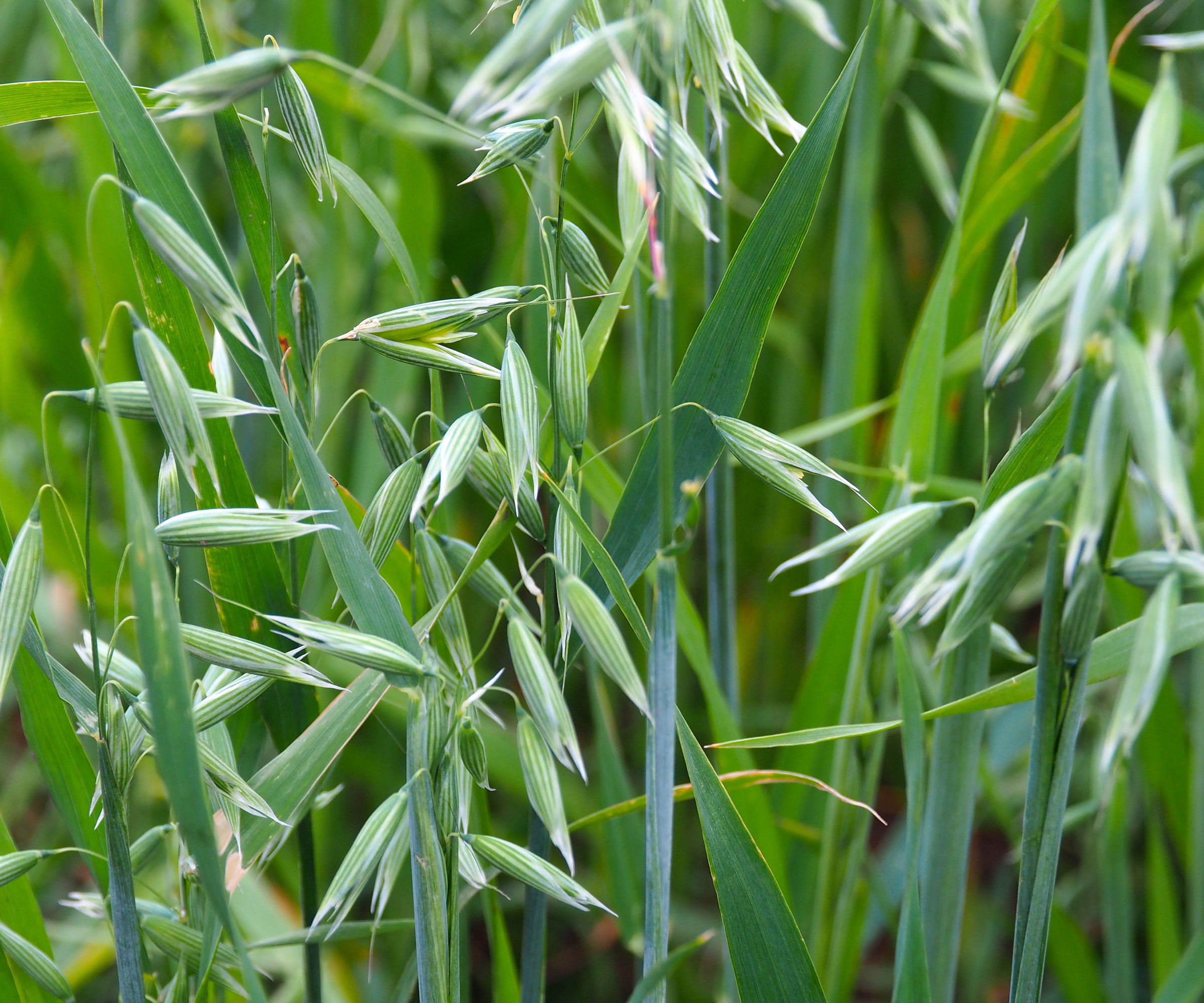 oat plants with grains forming