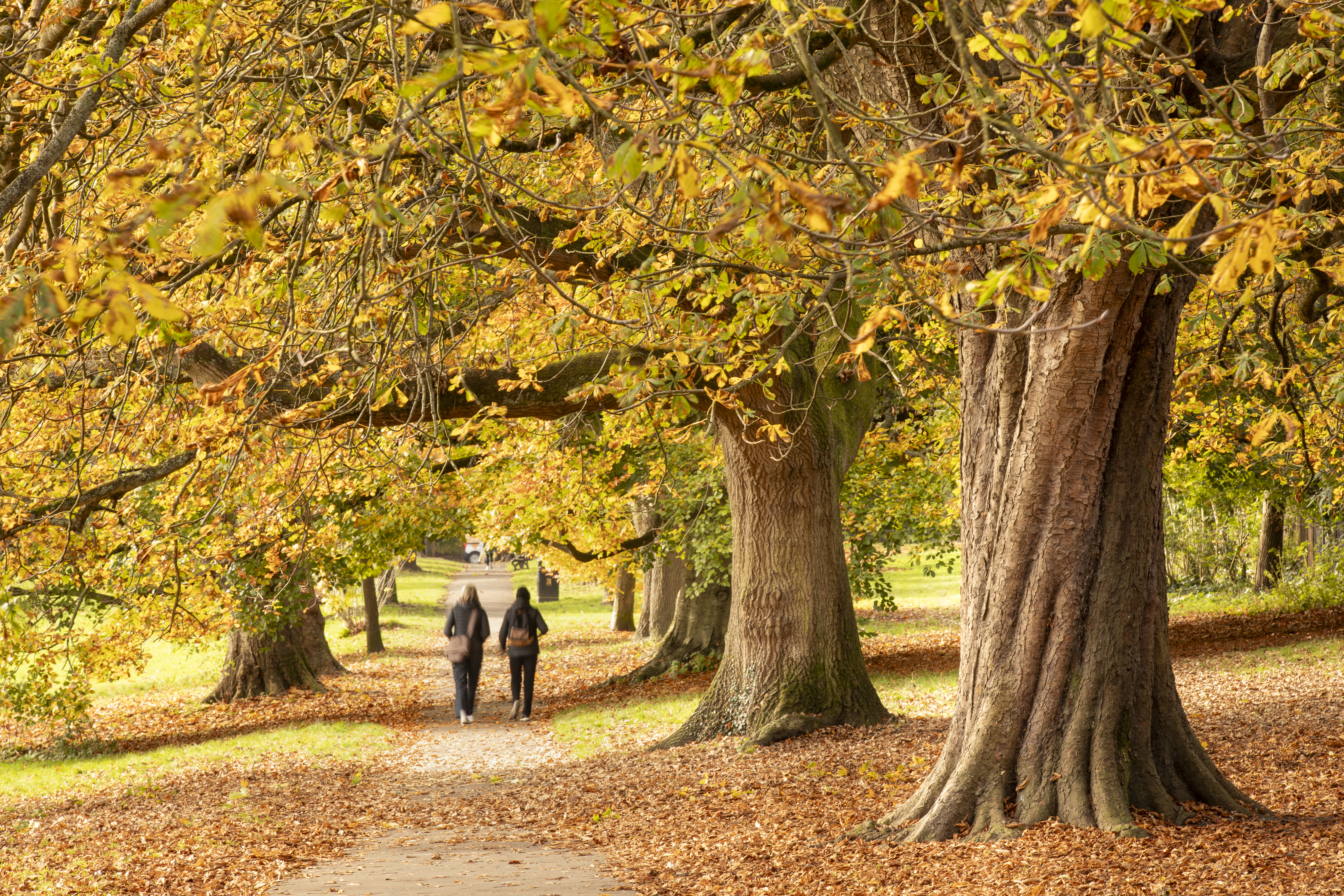 autumn landscapes peter travers