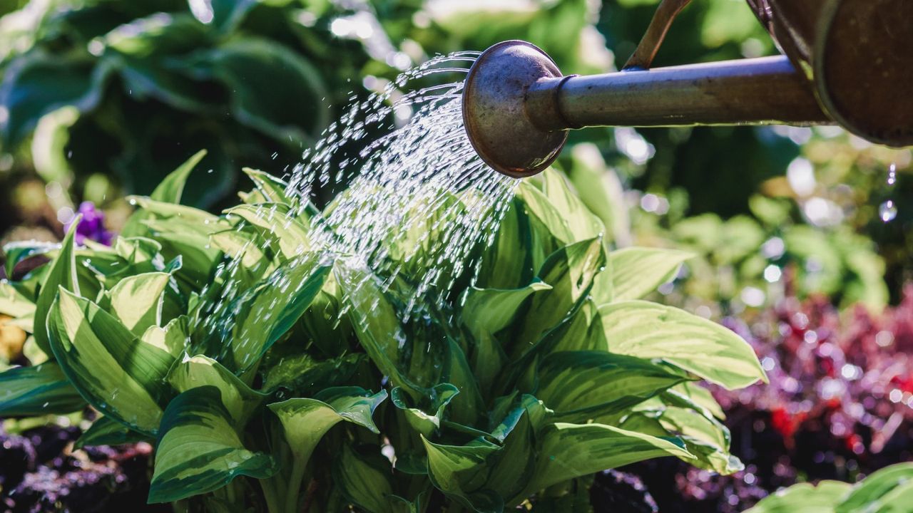 watering hosta plant in garden